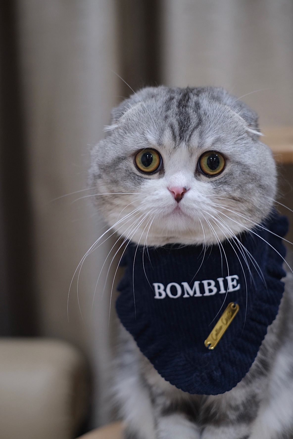 Bombie wearing a navy outfit