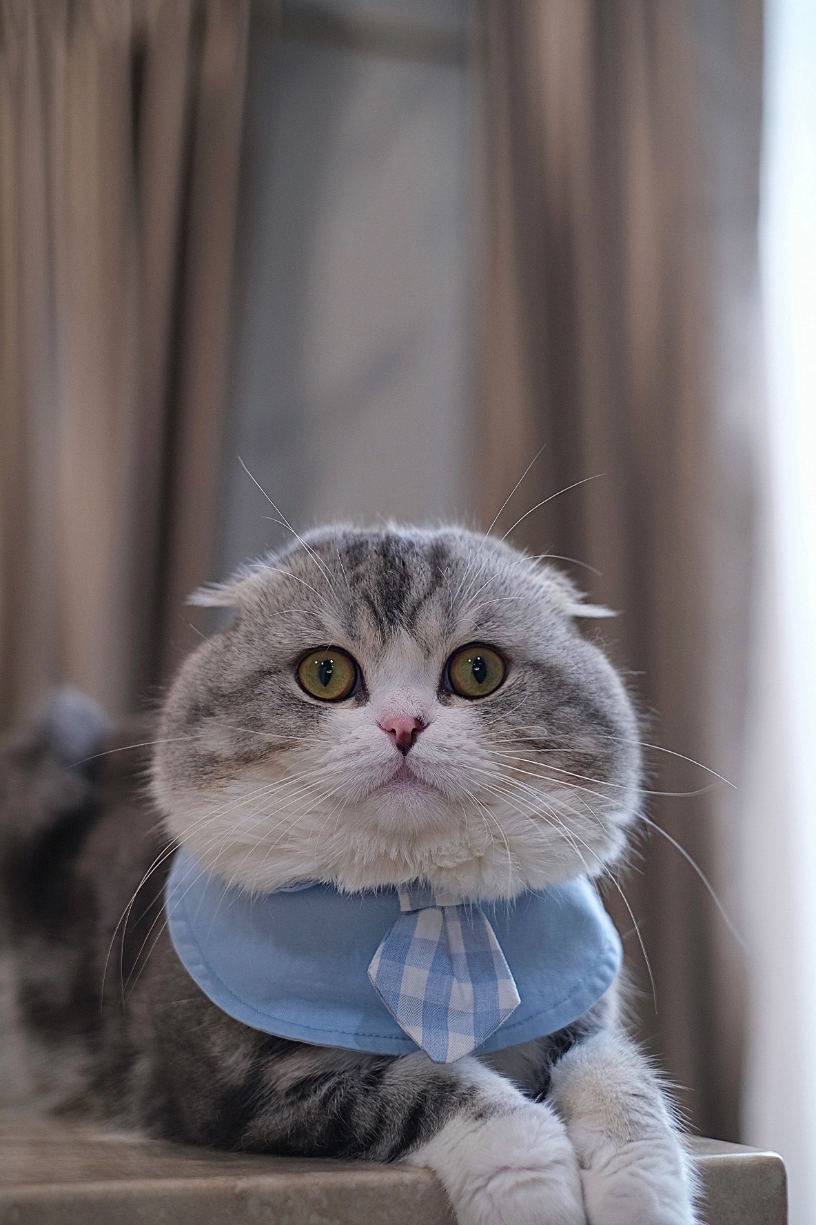 Bombie wearing a blue shirt and tie