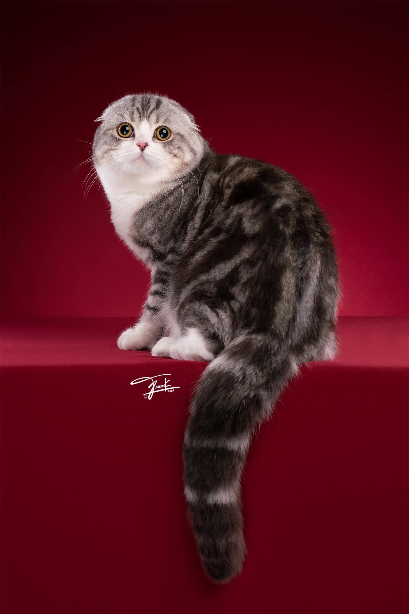 Bombie posing at the WCF cat show