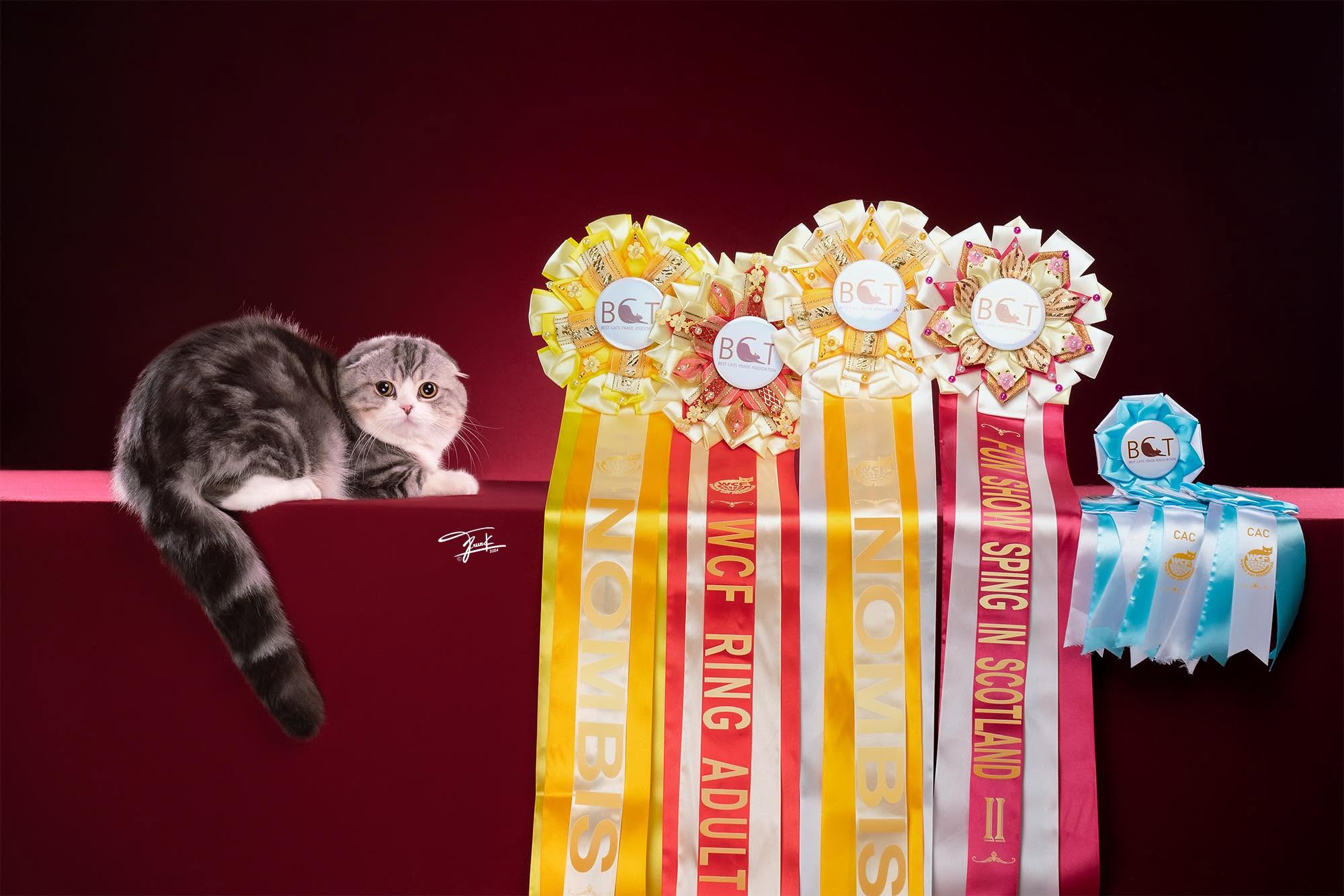 Bombie with competition ribbons and awards