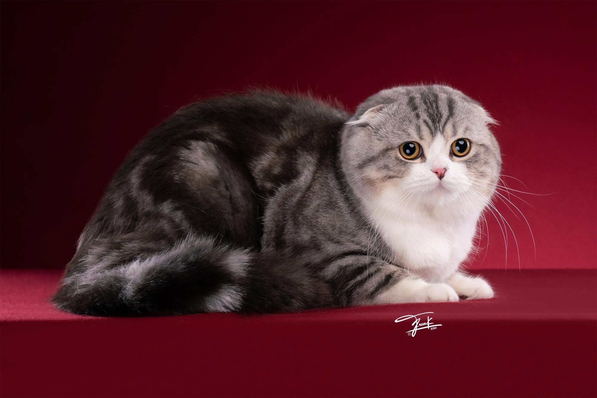 Bombie's WCF studio portrait