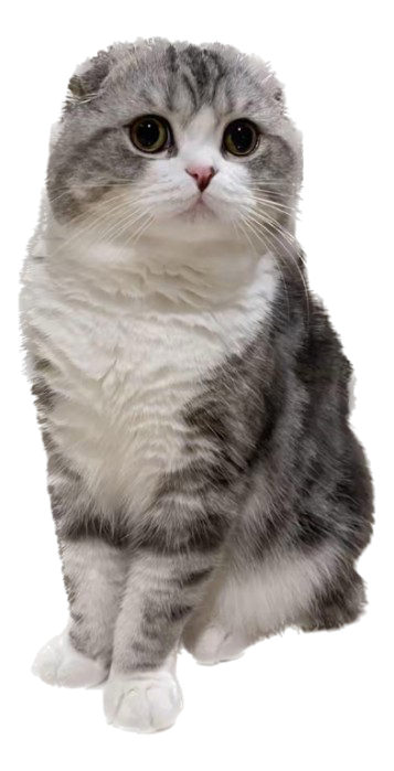 Bombie, a silver and white Scottish Fold cat